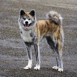 Pies rasy Akita Japoński. Dorosły samiec o sierści biało rudej z czarnymi pręgami.