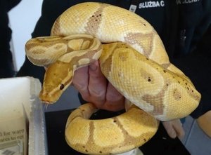 Zdjęcie przedstawia węża koloru żółtego.