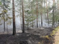 Miejsce pożaru w lesie